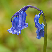 Buy canvas prints of Bluebell. by Paul Cullen