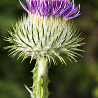 Buy canvas prints of Thistle by Paul Cullen