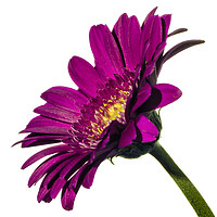 Buy canvas prints of Dark pink Gerbera on White profile view. by Paul Cullen