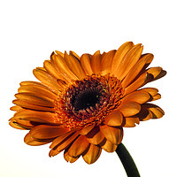 Buy canvas prints of Orange-yellow Gerbera on White. by Paul Cullen