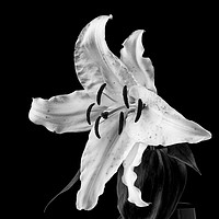 Buy canvas prints of White Lily on Black - monochrome by Paul Cullen