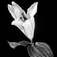 Buy canvas prints of White Lily on Black. by Paul Cullen