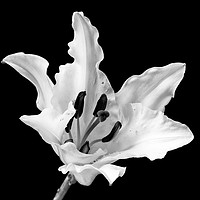 Buy canvas prints of White Lily on Black - monochrome by Paul Cullen