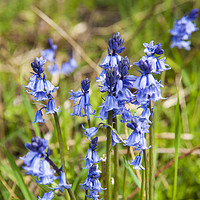 Buy canvas prints of Bluebells  by Paul Cullen