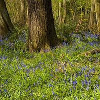 Buy canvas prints of Bluebells in spring by Paul Cullen