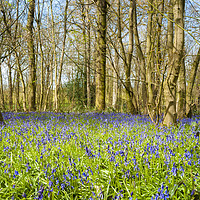 Buy canvas prints of The Bluebell wood. by Paul Cullen