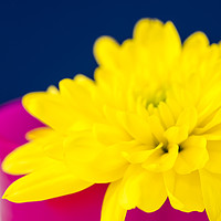 Buy canvas prints of Yellow Chrysnthemum in a Pink beaker. by Paul Cullen