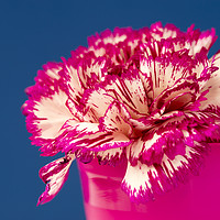 Buy canvas prints of Pink and white Carnation. by Paul Cullen
