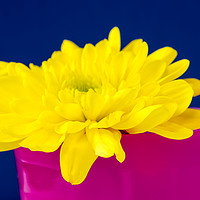 Buy canvas prints of Yellow Chrysnthemum in a Pink beaker. by Paul Cullen