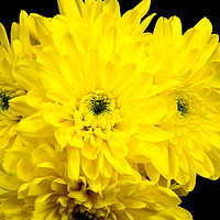 Buy canvas prints of Yellow Chrysnthemums on a black background. by Paul Cullen