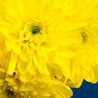 Buy canvas prints of Yellow Chrysnthemums on a blue background. by Paul Cullen