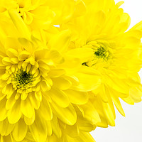 Buy canvas prints of Yellow Chrysanthemum on a white background. by Paul Cullen