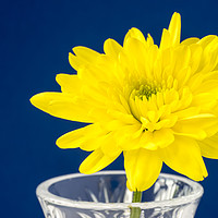 Buy canvas prints of Yellow Chrysanthemum by Paul Cullen