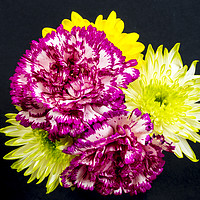Buy canvas prints of Chrysanthemums and Carnations. by Paul Cullen