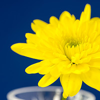 Buy canvas prints of Yellow Chrysnthemum on a blue background. by Paul Cullen