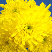 Buy canvas prints of Yellow Chrysnthemums on a blue background. by Paul Cullen