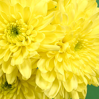 Buy canvas prints of Yellow Chrysanthemums on a green background. by Paul Cullen