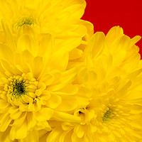 Buy canvas prints of Yellow Chrysanthemums on a red background. by Paul Cullen