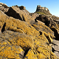 Buy canvas prints of Lindisfarne Castle over lichen covered rocks. by Paul Cullen