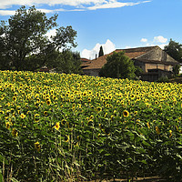 Buy canvas prints of French Sunflowers by Paul Cullen