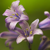 Buy canvas prints of Bluebells. by Paul Cullen