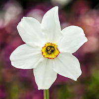 Buy canvas prints of Narcissus Poeticus by Paul Cullen