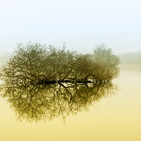 Buy canvas prints of Trees in the fog. by Paul Cullen