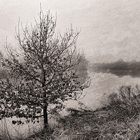 Buy canvas prints of Riverside tree in the fog. by Paul Cullen