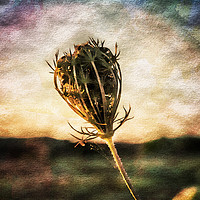 Buy canvas prints of Cow Parsley Seedhead. by Paul Cullen