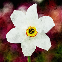 Buy canvas prints of Textured Daffodil. by Paul Cullen
