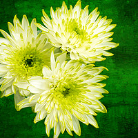 Buy canvas prints of Yellow Chrysanthemums on a green background. by Paul Cullen