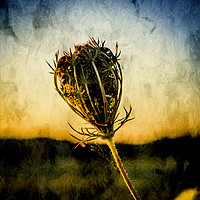 Buy canvas prints of Seedhead. by Paul Cullen