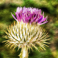 Buy canvas prints of Thistle - The flower of Scotland watercolour effec by Paul Cullen