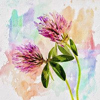Buy canvas prints of Two Clover Flowers with Pastel Shades. by Paul Cullen