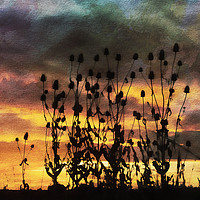 Buy canvas prints of Teasels in Silhouette. by Paul Cullen