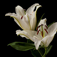 Buy canvas prints of Lilies by Paul Cullen
