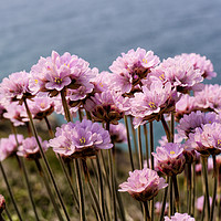 Buy canvas prints of Sea Thrift Flowers by Paul Cullen
