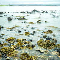Buy canvas prints of Rocks and Seaweed Uncovered at Lindisfarne. by Paul Cullen