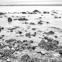 Buy canvas prints of Rocks and Seaweed Uncovered at Lindisfarne - Mono by Paul Cullen
