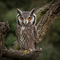 Buy canvas prints of Long eared owl by Mick Sadler ARPS