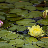 Buy canvas prints of Water lily by Mick Sadler ARPS