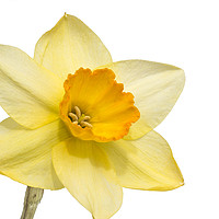 Buy canvas prints of Daffodil by Mick Sadler ARPS