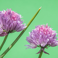 Buy canvas prints of Flowering Chives by Mick Sadler ARPS