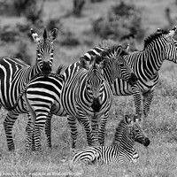 Buy canvas prints of Zebra Family by Steve de Roeck