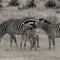 Buy canvas prints of Zebra family. by Steve de Roeck