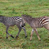 Buy canvas prints of A Pair Of Baby Burchells Zebras by Steve de Roeck