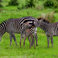 Buy canvas prints of Zebra baby with parents by Steve de Roeck