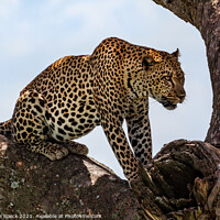 Buy canvas prints of Leopard Finds A Safe Place To Rest. by Steve de Roeck