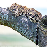 Buy canvas prints of Slumbering Leopard by Steve de Roeck