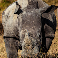 Buy canvas prints of White Rhino by Steve de Roeck